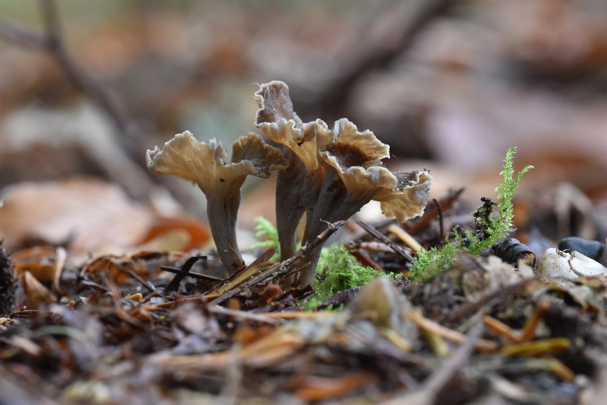 Pseudocraterellus Undulatus